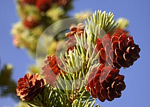 Live Pine Cones on Branch