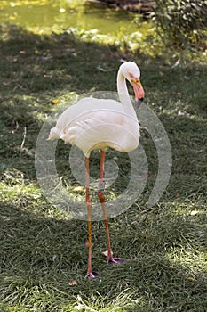 Live pink flamingos standing on the ground, looking ahead. Flamingo at the zoo on a summer day