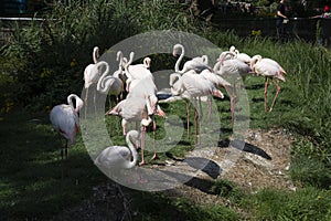 Live pink flamingos standing on the ground, looking ahead. Flamingo at the zoo on a summer day