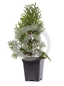 Live plant tree Thuja occidentalis Smargd Emerald Green Arborvitae Evergreen in black plastick pot on white background.