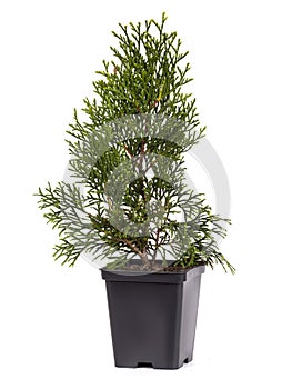 Live plant tree Thuja occidentalis Smargd Emerald Green Arborvitae Evergreen in black plastick pot on white background.