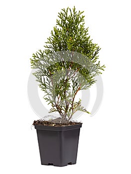 Live plant tree Thuja occidentalis Smargd Emerald Green Arborvitae Evergreen in black plastick pot on white background.