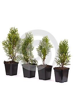 Live plant tree Thuja occidentalis Smargd Emerald Green Arborvitae Evergreen in black plastick pot on white background.