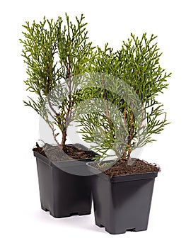 Live plant tree Thuja occidentalis Smargd Emerald Green Arborvitae Evergreen in black plastick pot on white background.