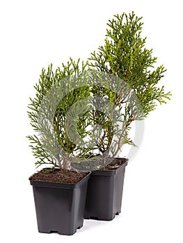 Live plant tree Thuja occidentalis Smargd Emerald Green Arborvitae Evergreen in black plastick pot on white background.