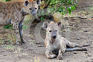 Live in a pride of spotted hyaena
