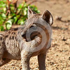 Live in a pride of spotted hyaena