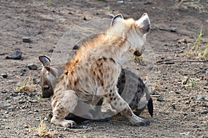 Live in a pride of spotted hyaena