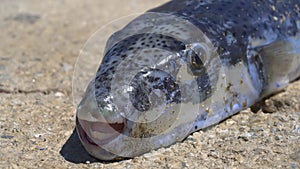 Live Puffer Fish On Land