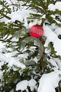 Live Real Christmas Tree, Snow, Single Red Ornament Decoration