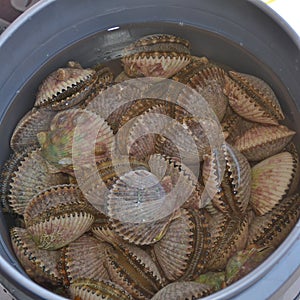 Freshly harvested bay scallops photo