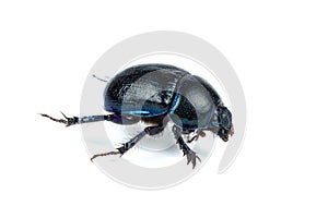 Live scarab beetle isolated on white background