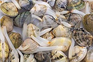 Live Sea clams in the exhibitor of a restaurant to be selected for the customer for eat