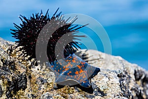 Live sea urchin and star sky