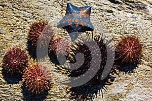 Live sea urchins and star