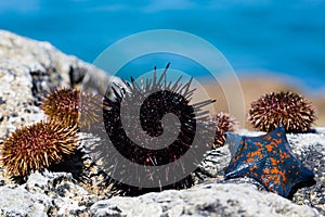 Live sea urchins and star