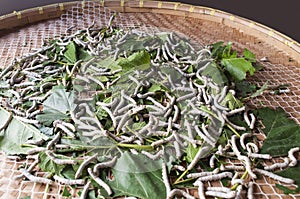 Live Silkworms in basket