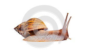 Live snail achatina isolated on white background, side view