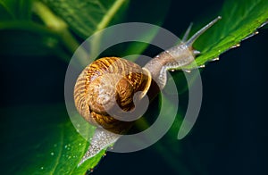 Live snail eating in the green leaves drenched by rain