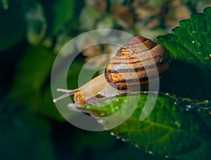 Live snail eating in the green leaves drenched by rain