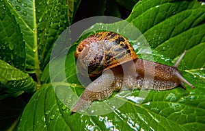 Live snail eating in the green leaves drenched by rain
