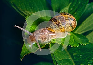 Live snail eating in the green leaves drenched by rain