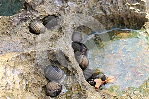 Live snail and shells amid dead corals at Neil Island