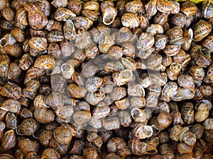 Live Snails For Home Cooking