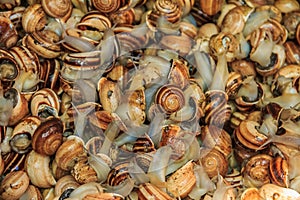 Live snails for sale at the Moroccan souk