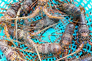 Live spiny lobsters in basket. catching lobsters on a farm