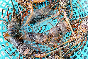 Live spiny lobsters in basket. catching lobsters on a farm