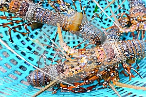 Live spiny lobsters in basket. catching lobsters on a farm