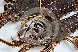 Live spiny lobsters on a white background on the counter of a fish store