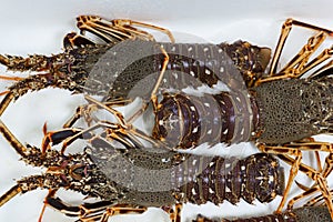 Live spiny lobsters on a white background on the counter of a fish store