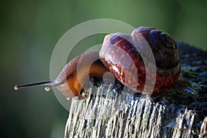 Live spiral snail on a wooden surface looking down