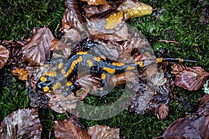 Live spotted salamander in the forest