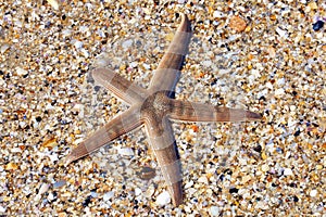 Live Starfish on beach regenerating limb