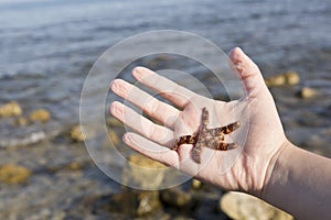 Live starfish in the hand of a girl