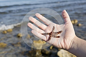 Live starfish in the hand of a girl