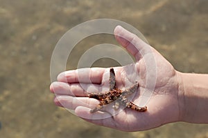 Live starfish in the hand of a girl