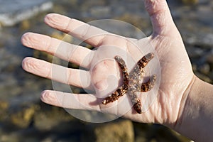 Live starfish in the hand of a girl