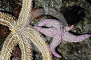 Live starfish and sea urchins