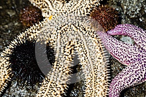 Live starfish and sea urchins on rock