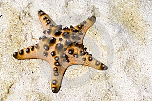 Live Starfish Stranded on Sand