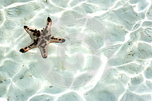 Live Starfish Underwater