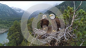 A live-streaming camera mounted on a sturdy tree branch, capturing a family of majestic bald eagles in their nest, with