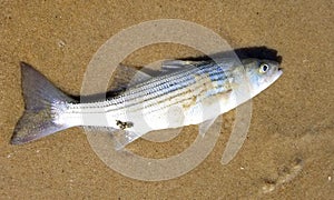 A live striped bass on the beach sand