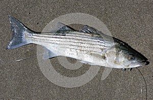 A live striped bass on the beach sand