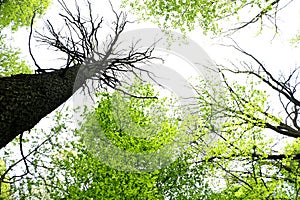 Live trees, dead trees in spring