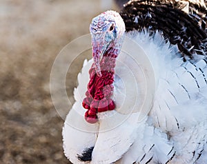 Live Turkey Close Up Portrait
